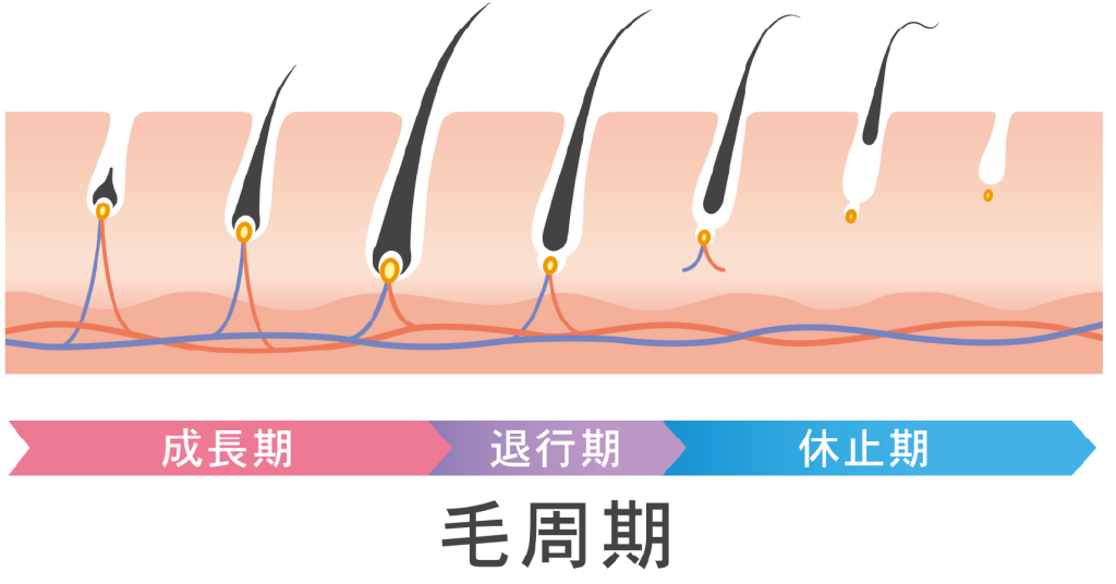 ヘアサイクル図