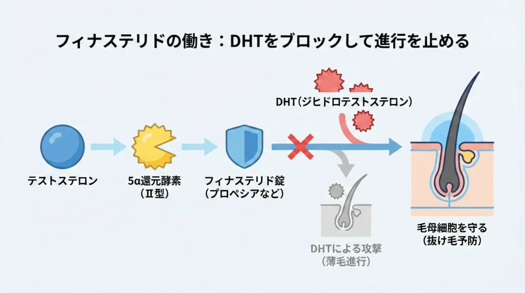 フィナステリドがDHT産生をブロックする模式図