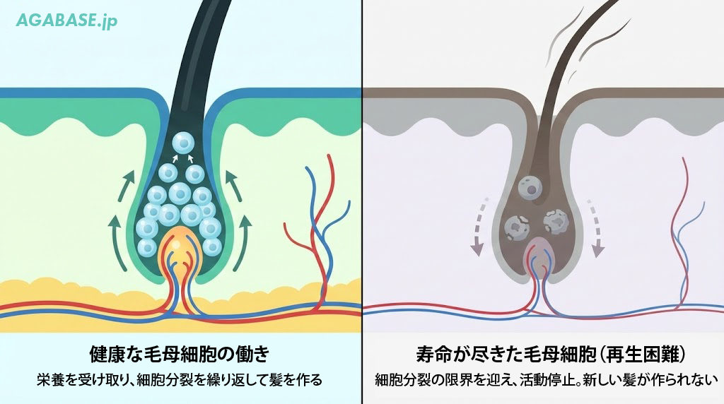 毛母細胞の仕組み説明イラスト